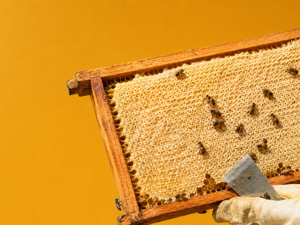 A beekeeper holding a frame of capped honey with bees on the comb