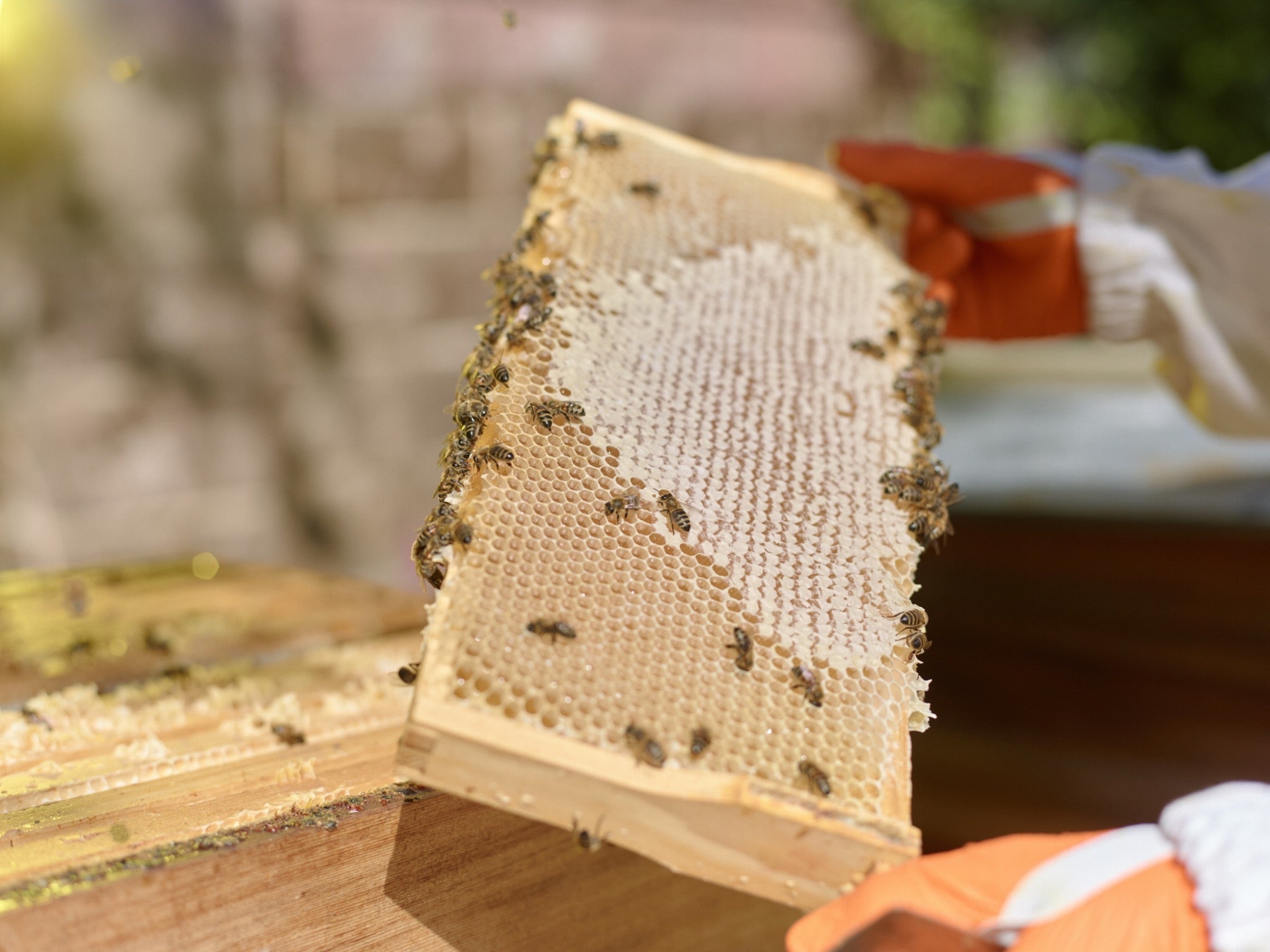 Bees on a frame of honey sealed with pale beeswax cappings
