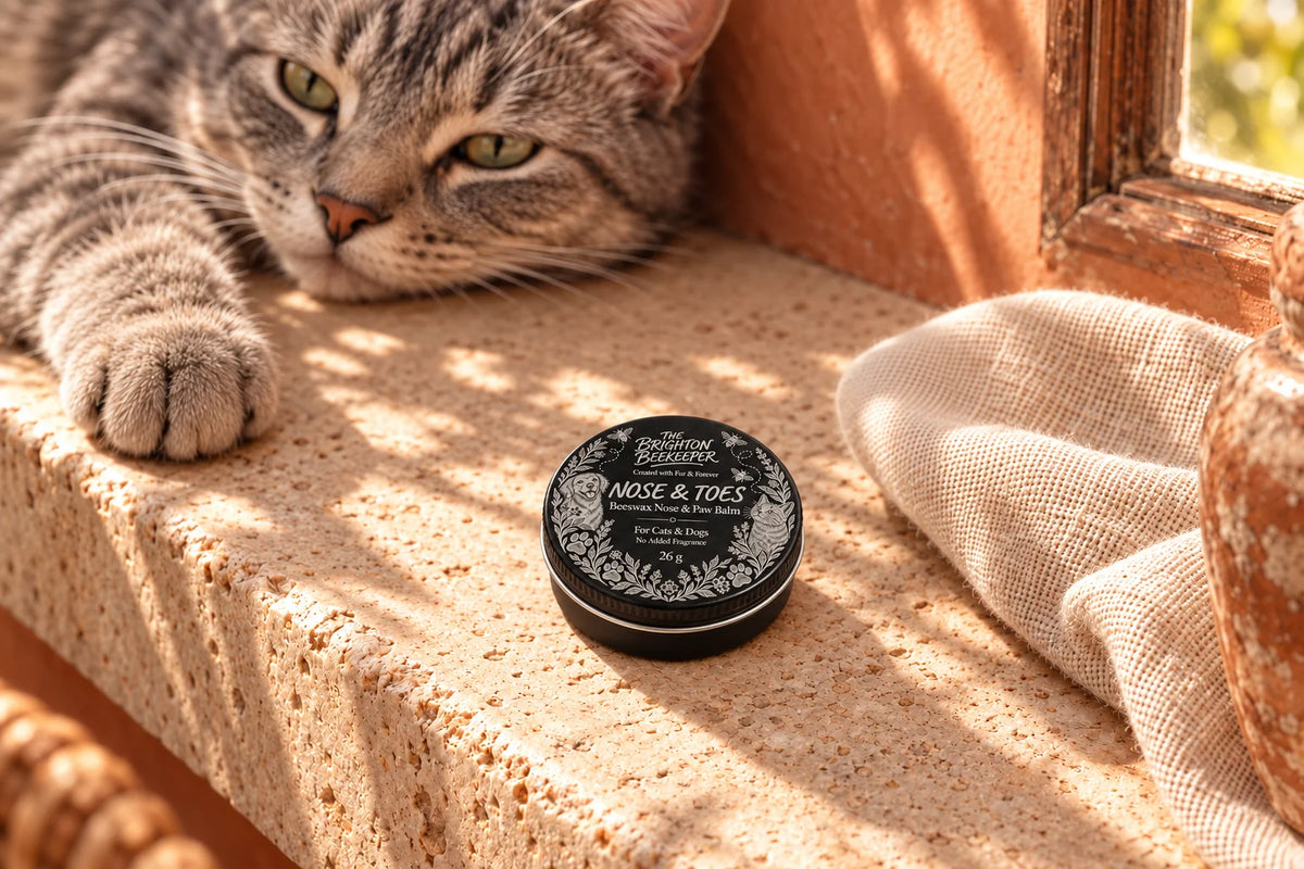 A tabby cat resting its paws beside a small Nose & Toes tin in warm window light