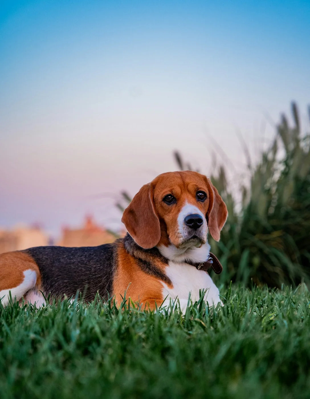 A young beagle resting in the grass in the evening light
