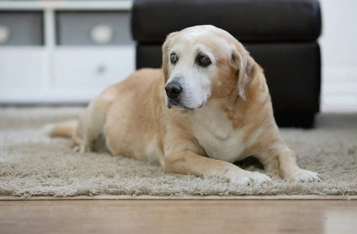 An older yellow Labrador with a pale muzzle resting on a rug at home