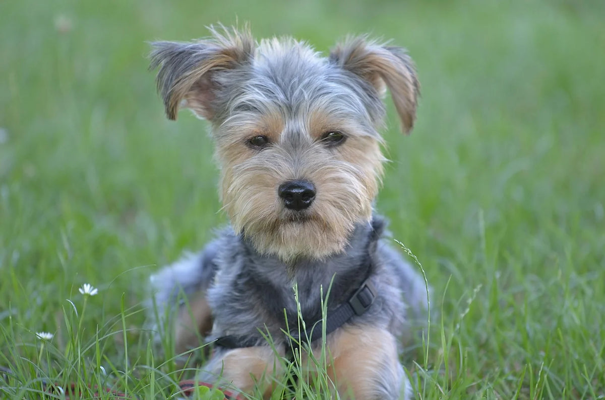 A small Yorkshire terrier looking towards the camera from the grass