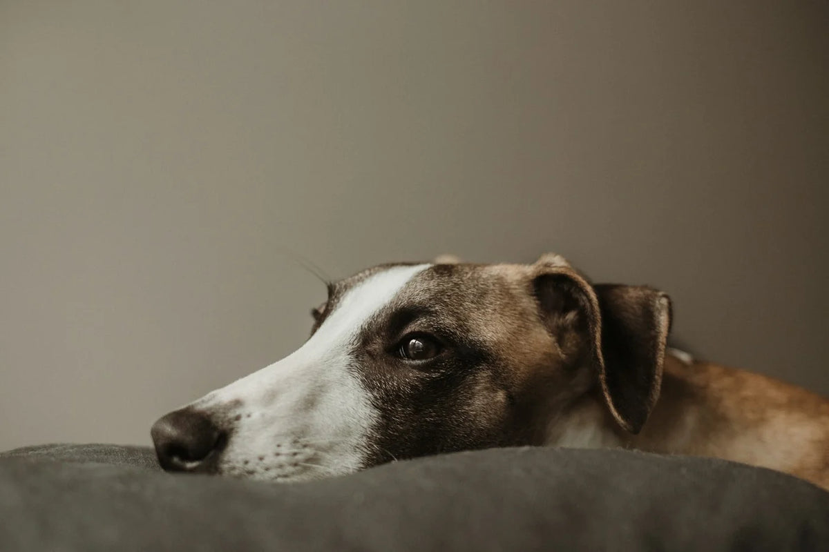 A brindle and white whippet resting its head on a soft sofa