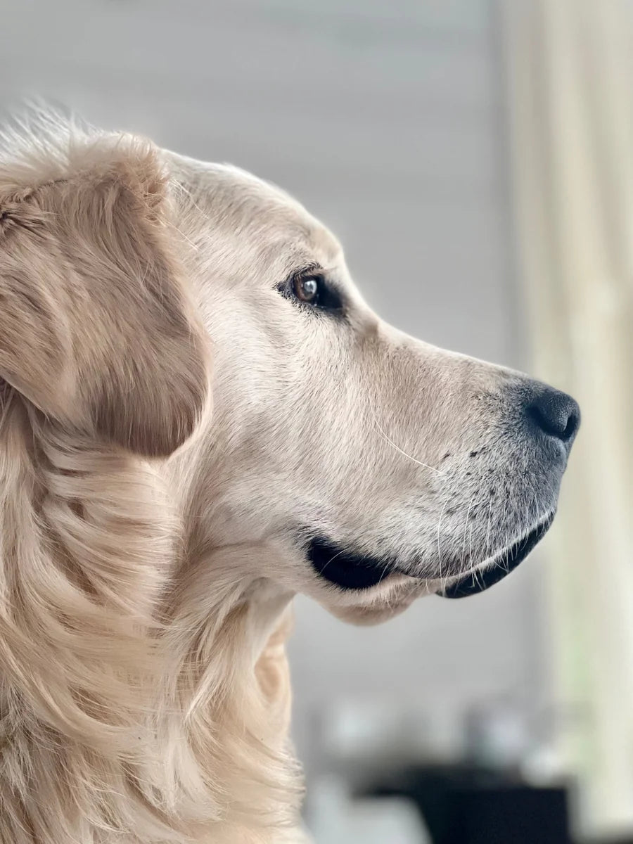 Close-up of a golden retriever’s face and nose beside a window
